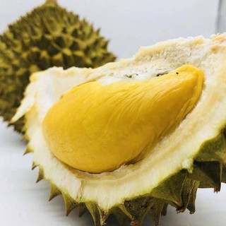 Ready Stock Anak Pokok Durian Bantal Emas Raja Maoshan Dicangkokkan Dan Ditanam Pada Tahun Yang Sama Tanaman Pasu Di Shopee Malaysia