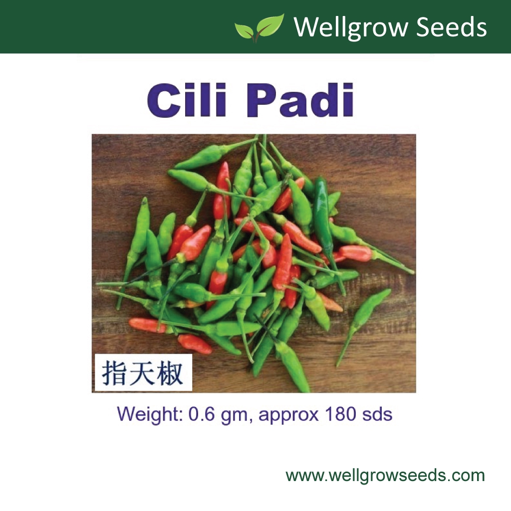 Cili Padi Seeds (0.6gm, approx 180 sds) 指天椒 Benih Cili Burung Vegetable Seeds Wellgrow Seeds