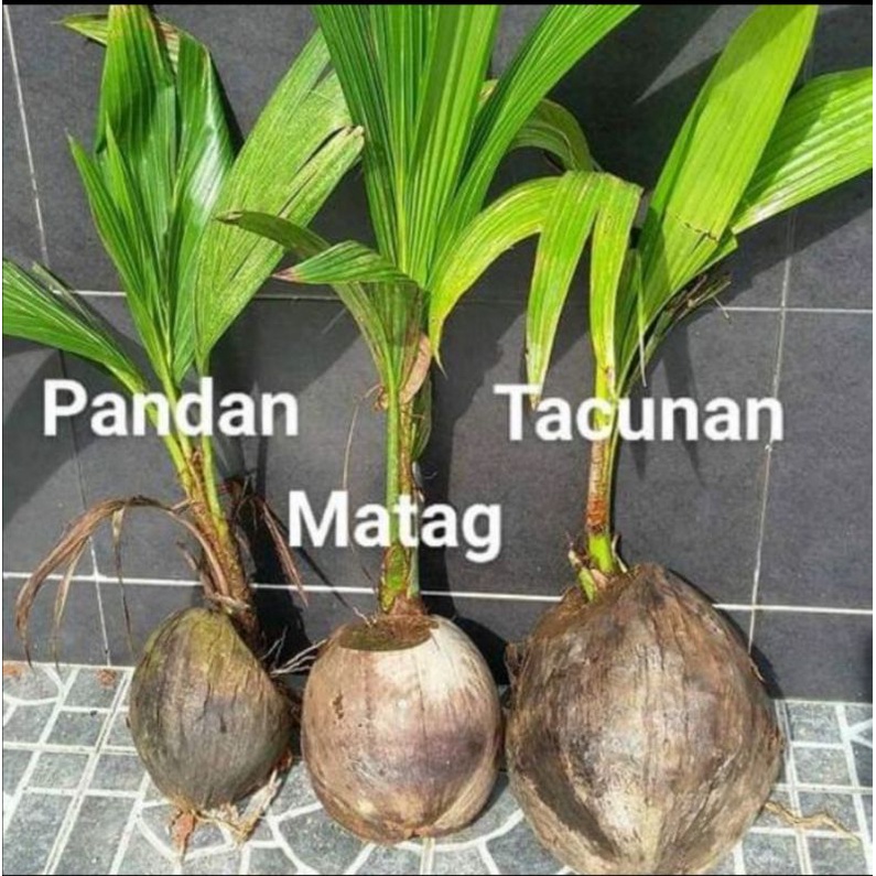 kelapa tacunan - Prices and Promotions - Dec 2021  Shopee Malaysia