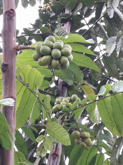 Pokok Matoa (3rasa rare)Durian+Laici+Longan  Shopee Malaysia