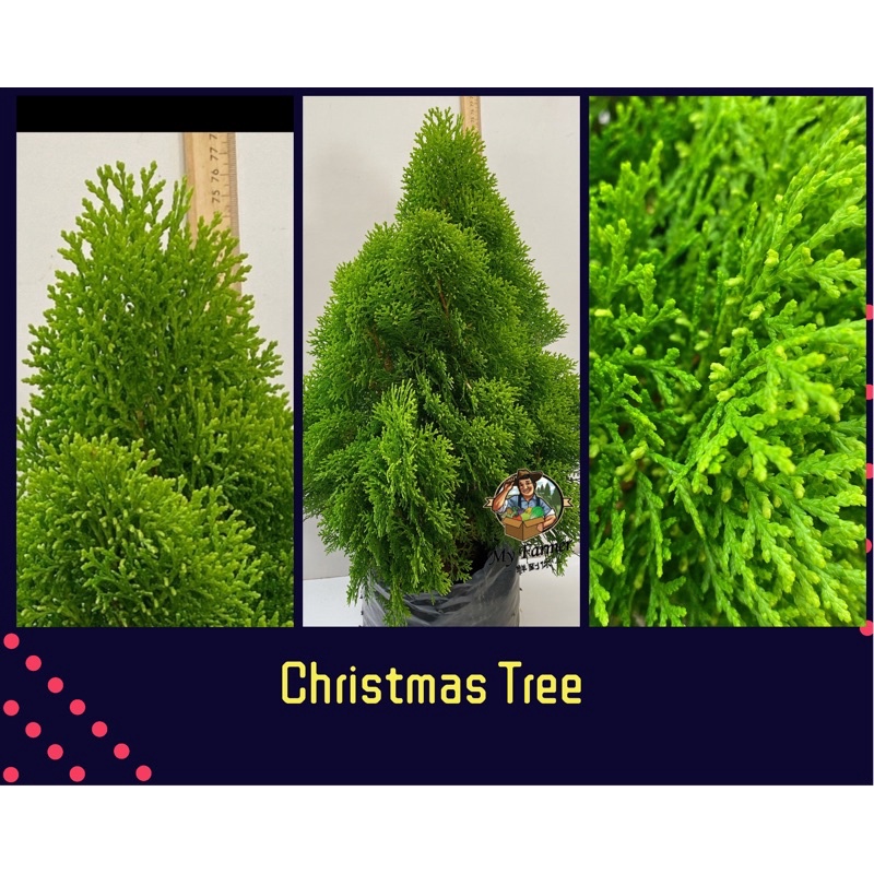 Christmas Tree 🎄 Pokok Krismas 🎄Lemon cypress tree🎄  Shopee 