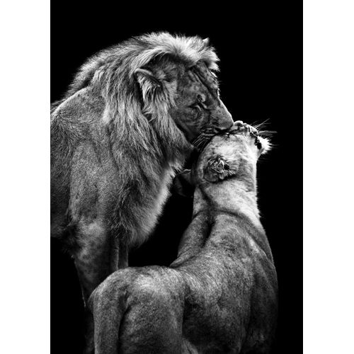 lion love black and white