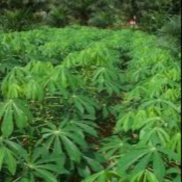 Pokok Ubi Kayu Mudah Ditanam Shopee Malaysia