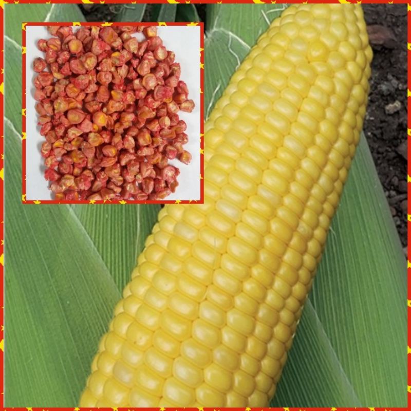 30+ pcs biji benih jagung manis/sweet corn seeds  Shopee Malaysia