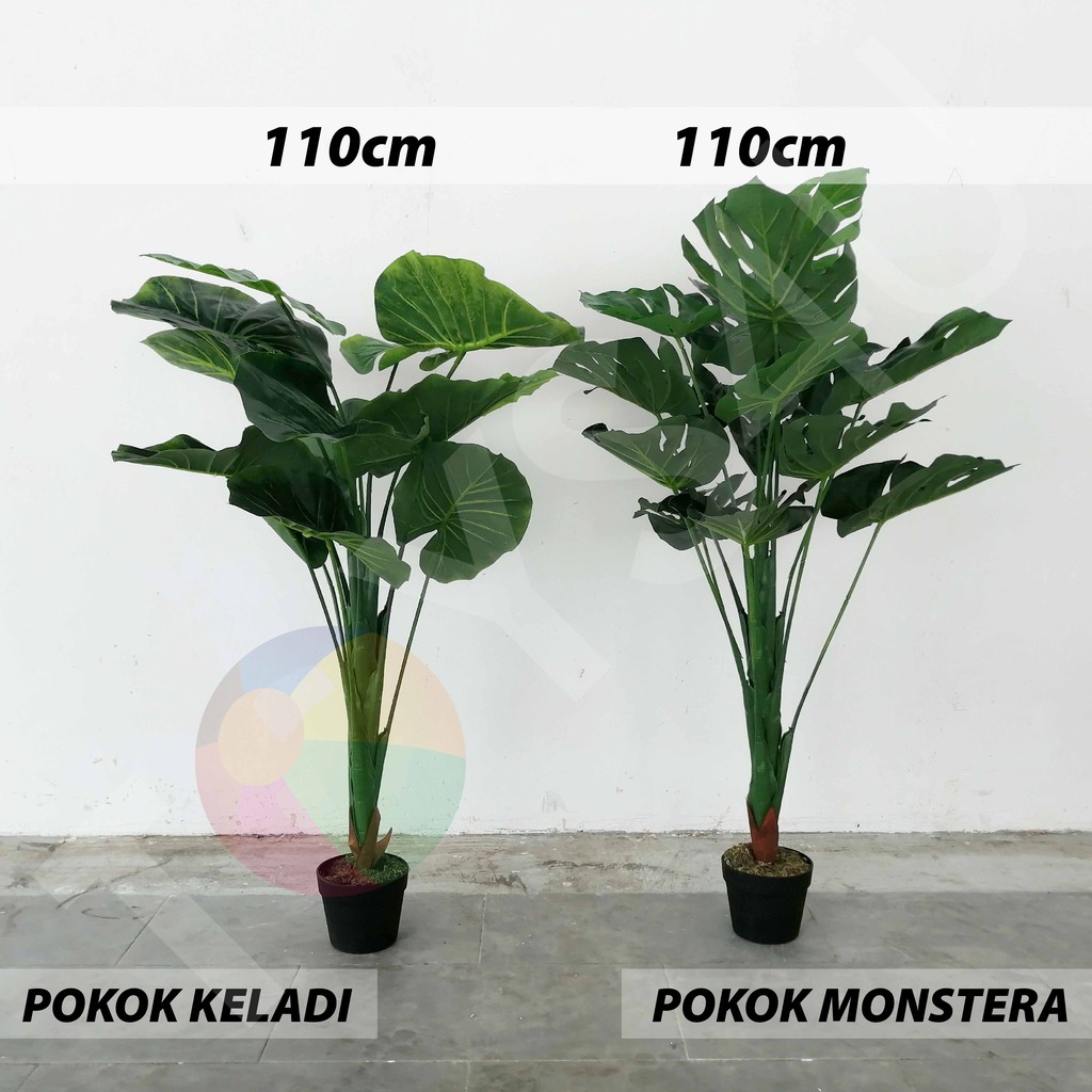 Buy [READY STOCK] Pokok Pisang Viral/Banana Leaf/Skybird/Monstera