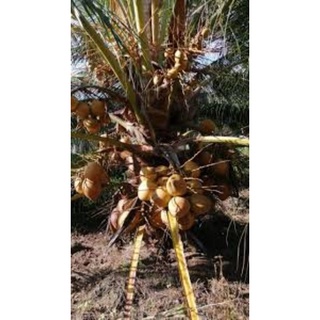 Pokok Kelapa Sgg Cn16 | Shopee Malaysia