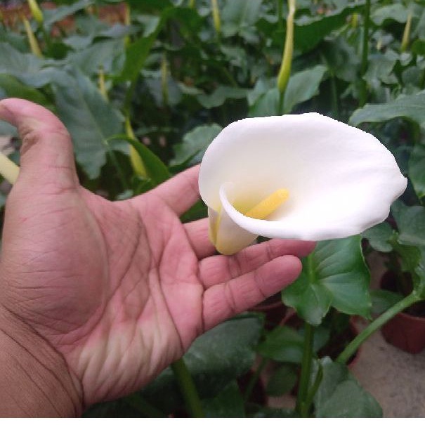 Anak Pokok Bunga Calla Lily Matang Dah Berbunga White Calla Lily 