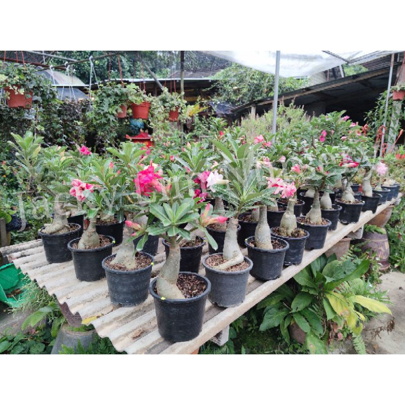 Thailand Thaiwan Adenium Plant 泰国 台湾进口富贵花 Shopee Malaysia