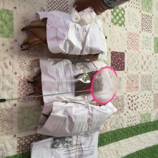 Daun Ketapang Matang (3Pcs)daun ketapang, ketapan, daun 