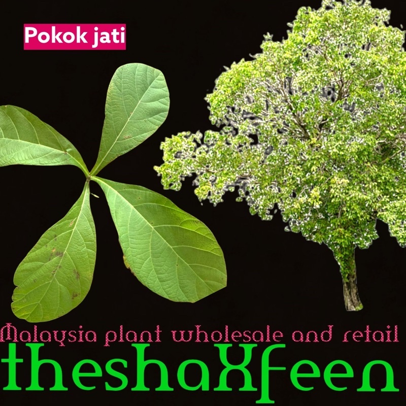 Buy Pokok Jati Theshaxfeen Seetracker Malaysia