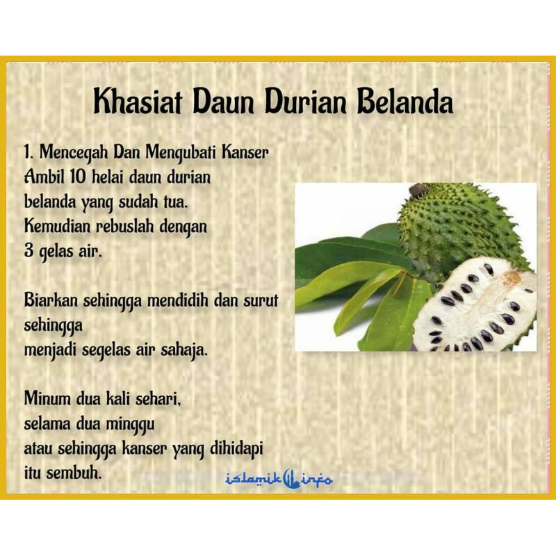 Pokok Durian Belanda Shopee Malaysia