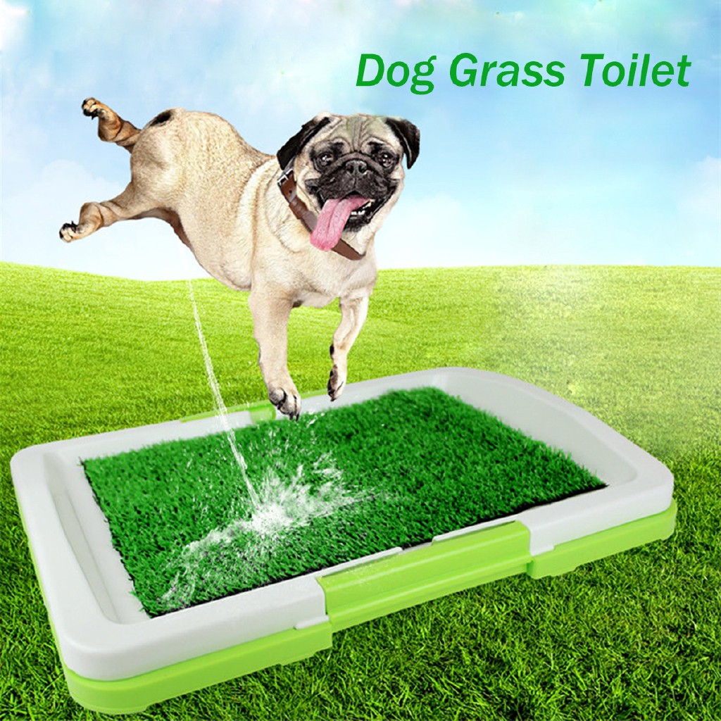 grass toilet for dogs