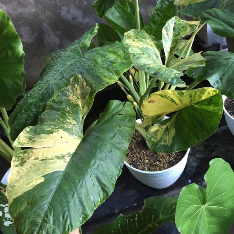 Alocasia Alba Variegated Double colour | Shopee Malaysia