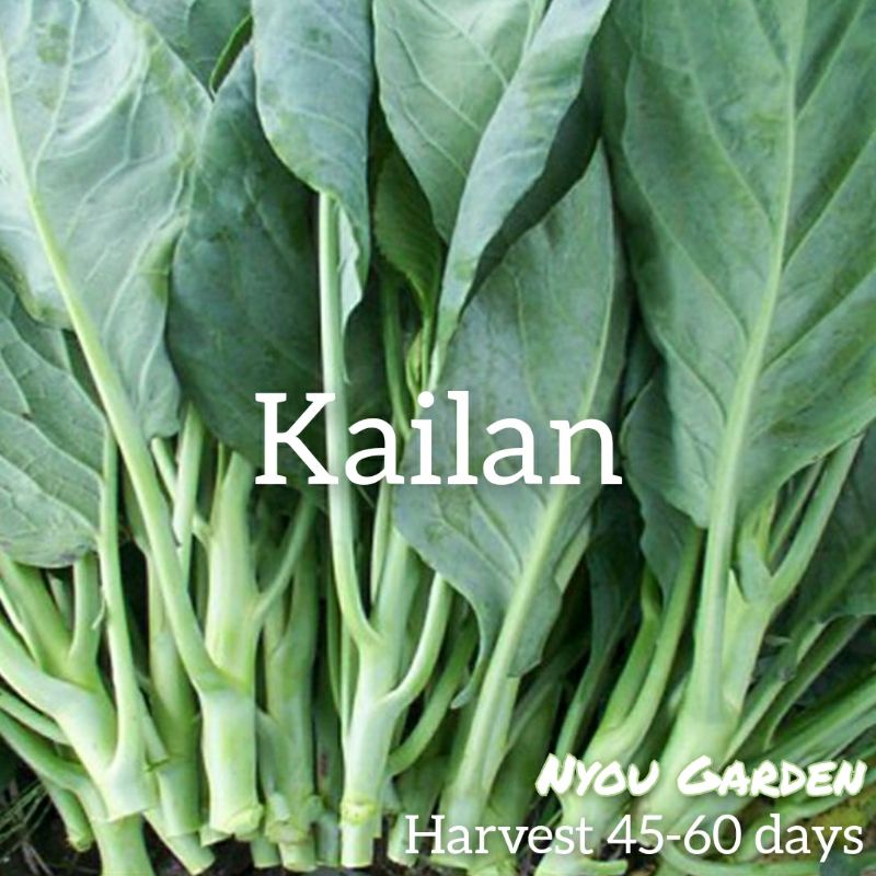 Biji Benih Sayur Kailan Kale seed Tuaian 4560 Hari Shopee Malaysia