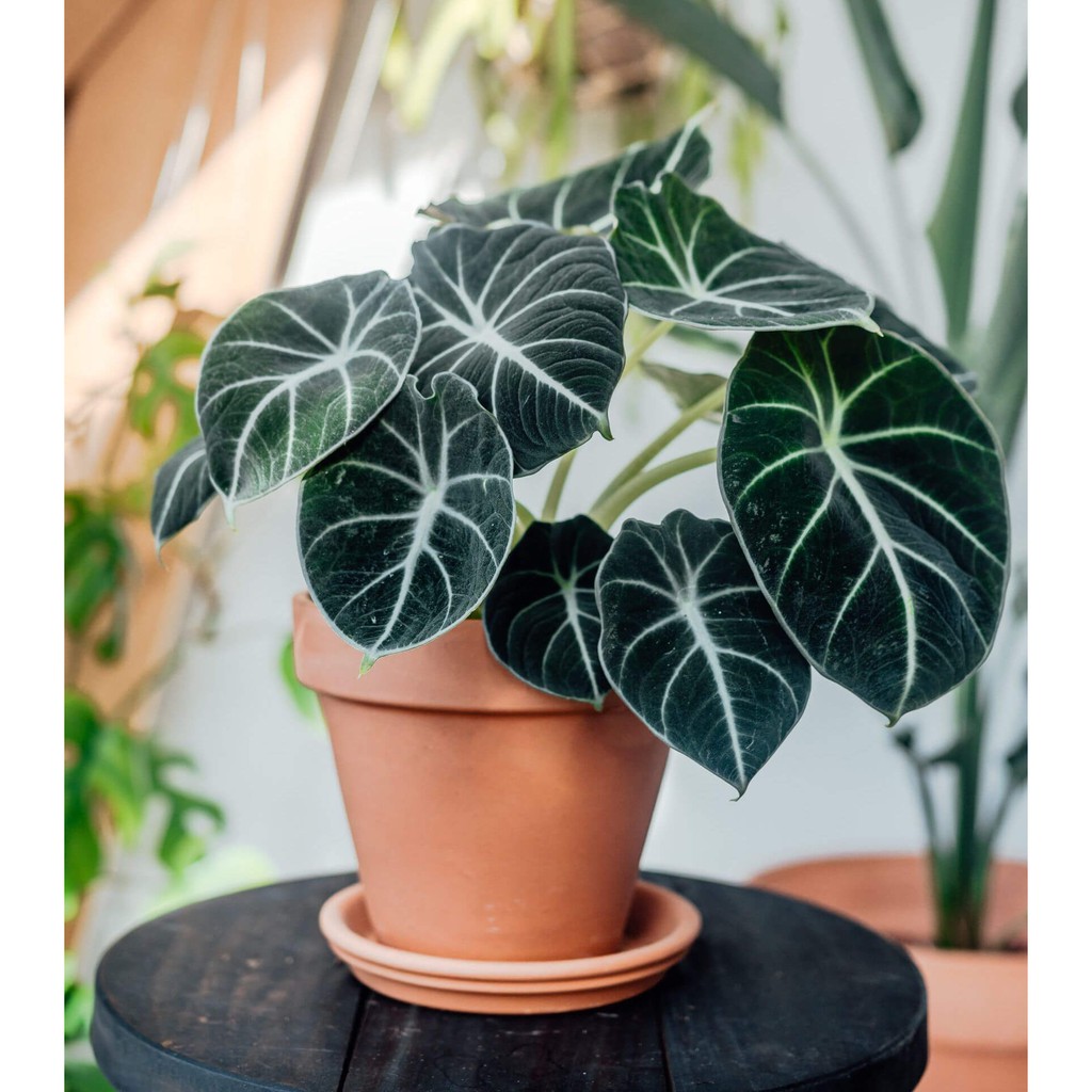 Buy Indoor Plant Alocasia Black Velvet Ninja Face 黑丝绒观音莲忍者观音莲 Seetracker Malaysia