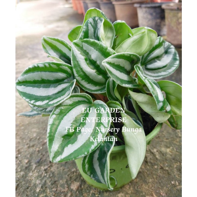 Paperomia Watermelon / Eden Rosso / Piccolo Banda Plant Shopee Malaysia