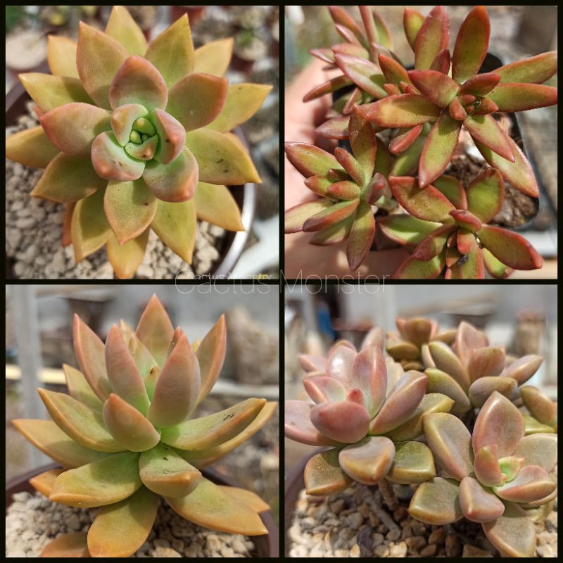 Red Lotus Series 赤色莲花系列 Rare Interior Succulent 室内多肉植物 Shopee Malaysia