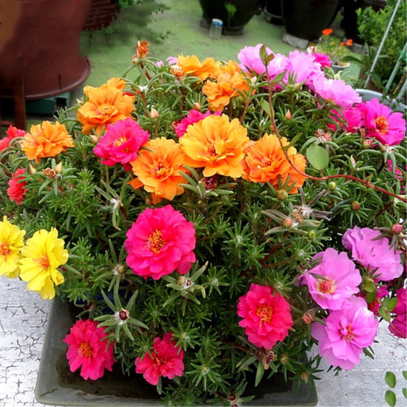 100pc Seed Portulaca Sun Japanese Moss Flower Biji Benih Bunga Ros ...