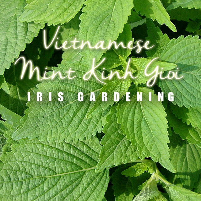 [5 pcs] Mint seeds Vietnamese Mint Kinh Gioi herbs seeds Shopee Malaysia