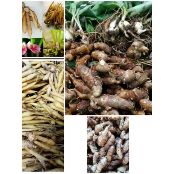 Fresh Temu KUNCI & CEKUR / Kencur 250g/500g
