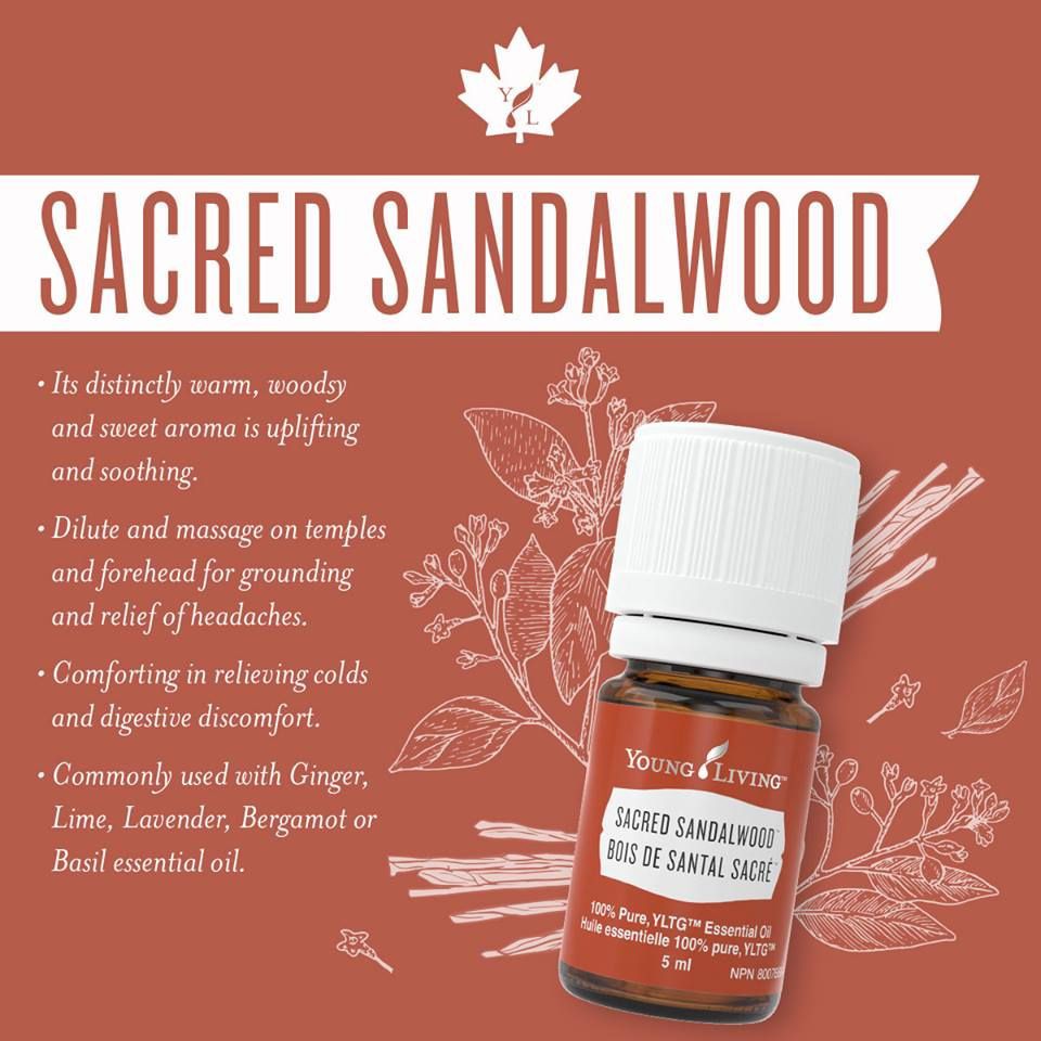 Cheapest Ready Stock Young Living Yl Sacred Sandalwood Essential Oil 5 Ml Shopee Malaysia