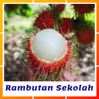 Buy Pokok Rambutan Lekang Nyior Seetracker Malaysia