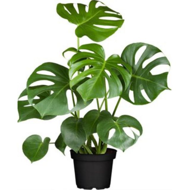 Monstera Deliciosa/ REAL PLANT/ POKOK HIDUP Shopee Malaysia