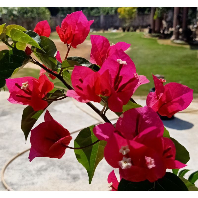 Pasu Bunga Hiasan Bunga Hiasan Keratan Batang Bougainvillea Bunga Kertas Pokok Bunga