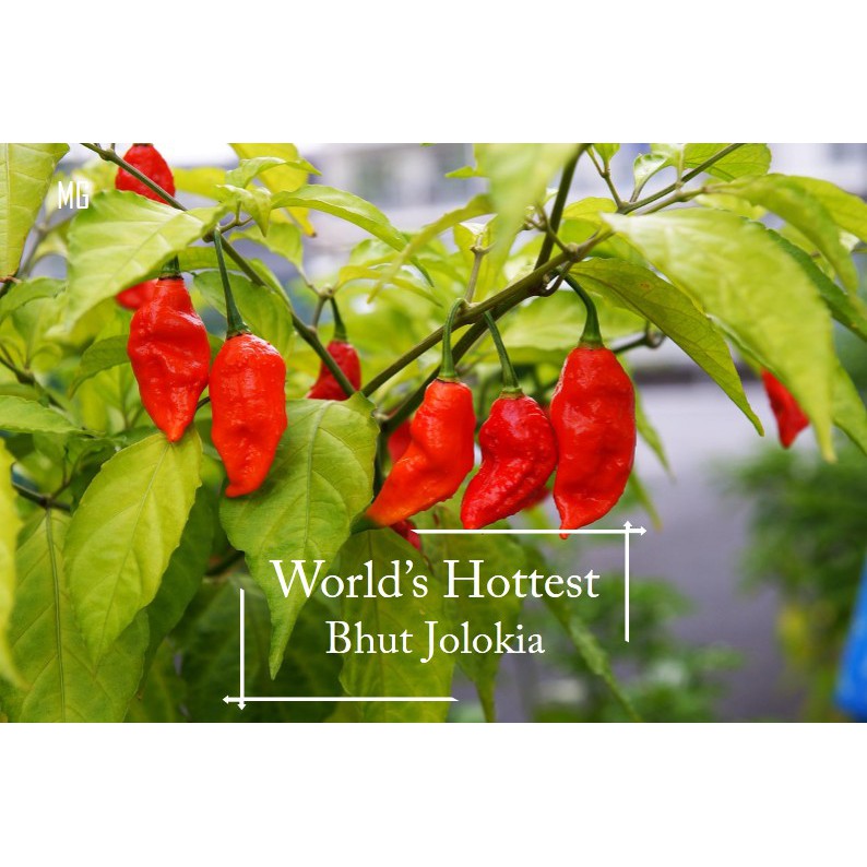 World Hottest Chili Pepper Bhut Jolokia Seeds 20 Seed Real Seed Promotion Benih Sayur Sayuran Sesuai Untuk Pasu Shopee Malaysia