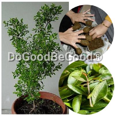 30pcs Henna Plant Seeds / Biji Benih Pokok Daun Inai | Shopee Malaysia