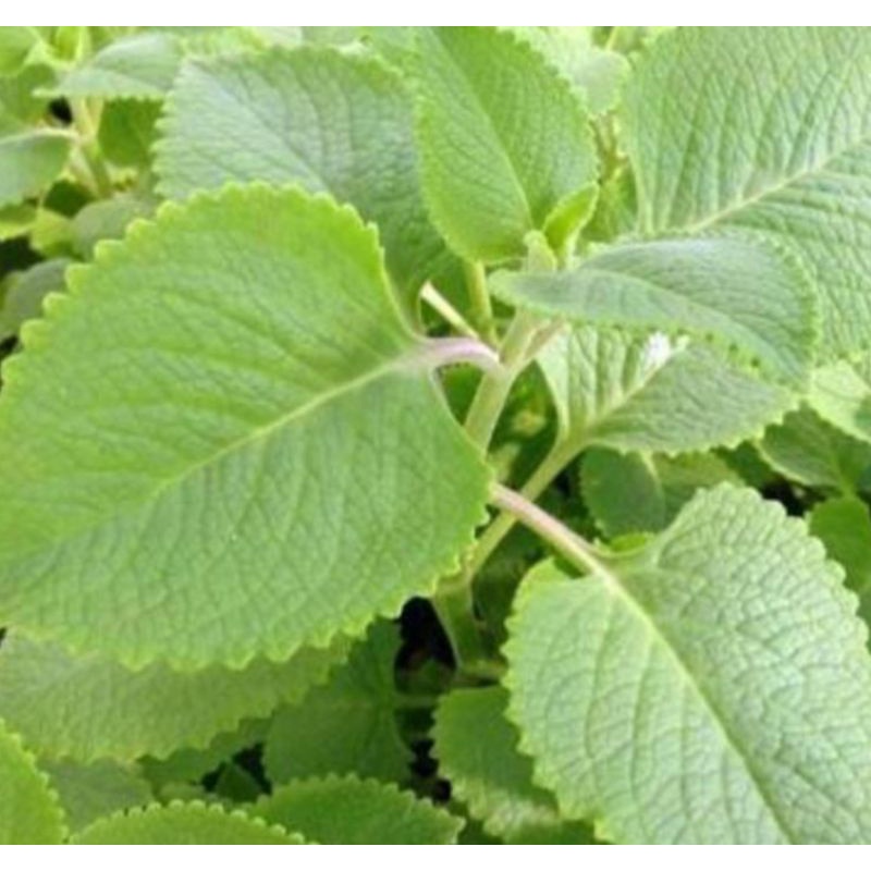 Oregano ( Herbal Plant ) Shopee Malaysia