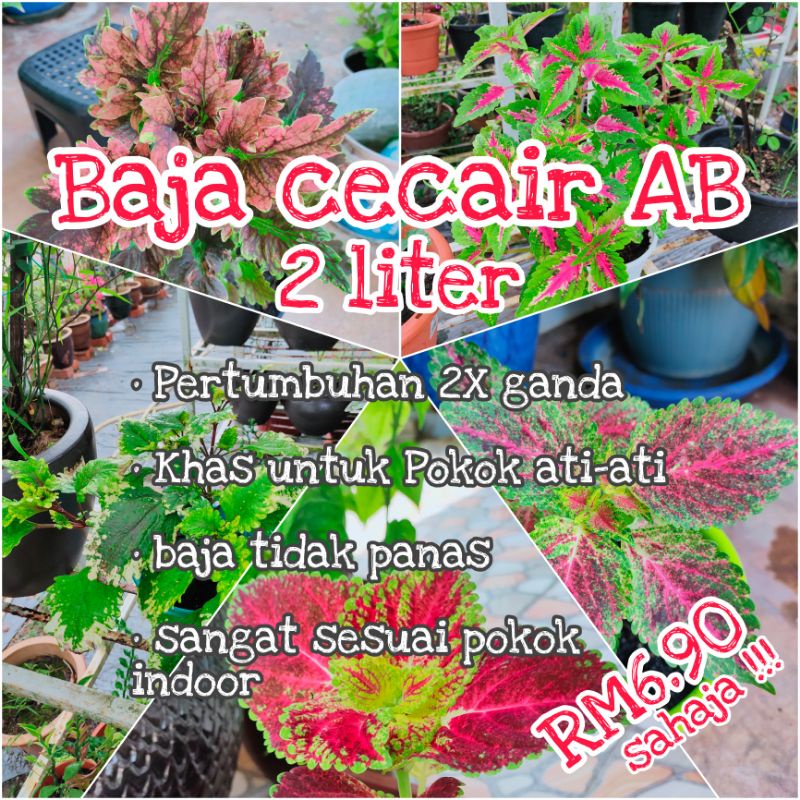 Baja Ab 2 Liter Pokokati Ati Pokokhiasan Bajaair Sayur Cili Terung Shopee Malaysia