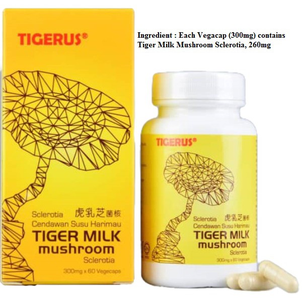Tigerus Cendawan Susu Harimau Tiger Milk (JAGA system pernafasanASMA