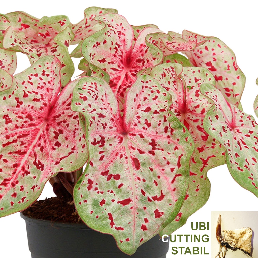 ANAK UBI KELADI THAI GAI KAEW TA SUEA CALADIUM BULB CUTTING THAILAND