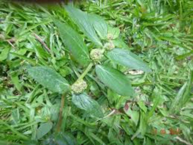 Anak Pokok Susu Nabi Atau Ara Tanah Shopee Malaysia