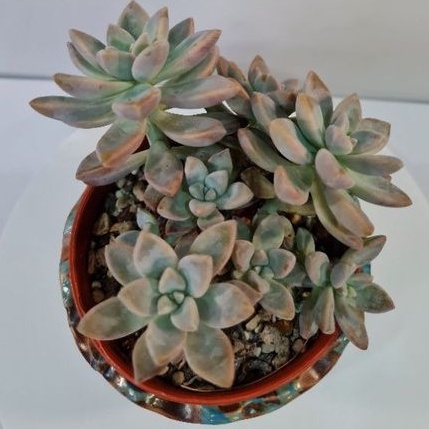Mysucculentreadystock多肉 淡雪 Succulent Graptopetalum Victor Kane As Picture Shopee Malaysia