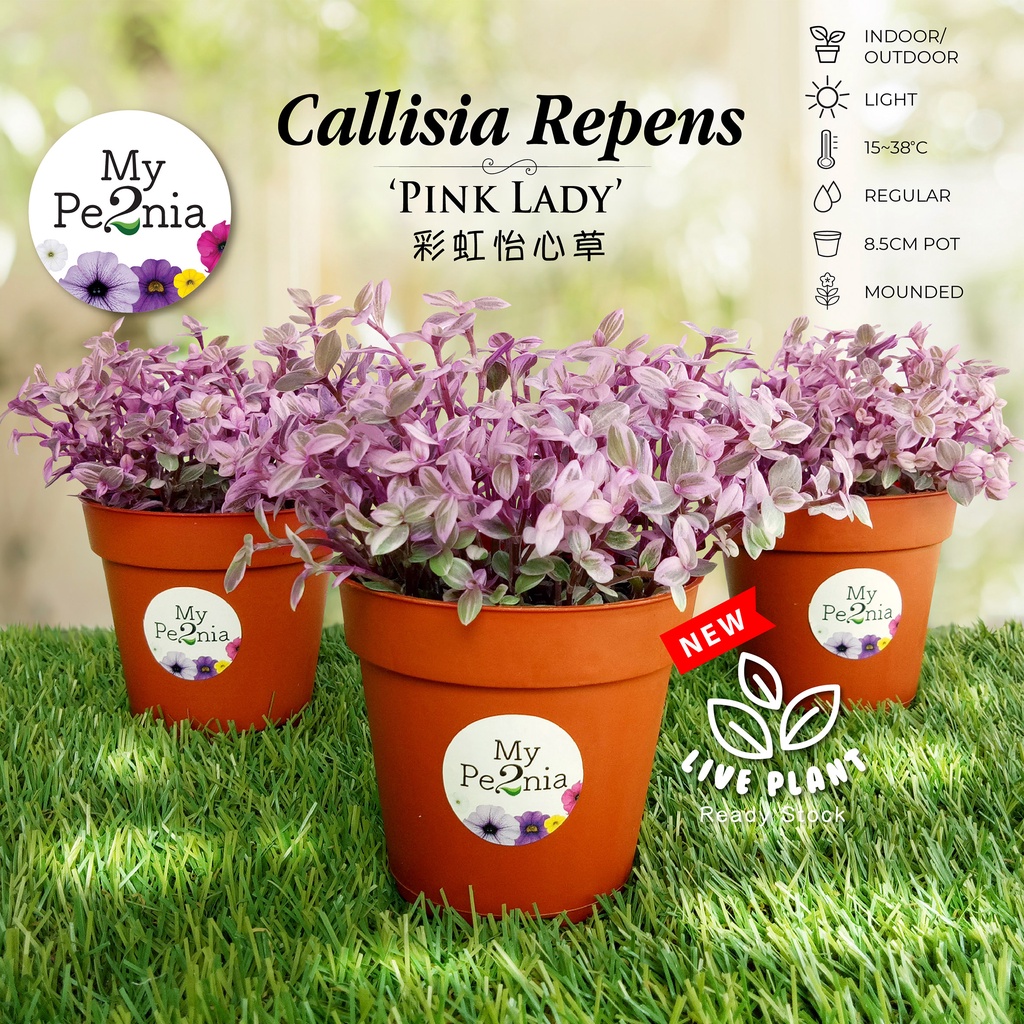 [ Live Plant ] - NEW Callisia Repens Pink Lady Succulent (Pokok Hidup) 8.5cm Pot