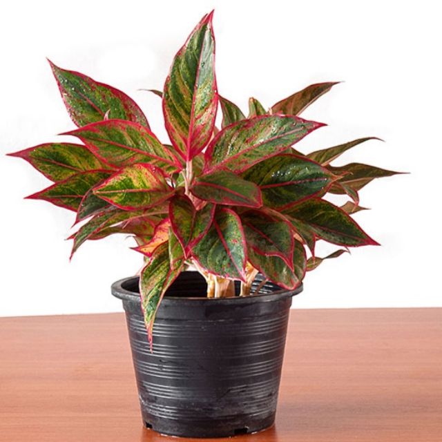 Aglaonema Red (Chinese Evergreen) indoor home air purifying plant