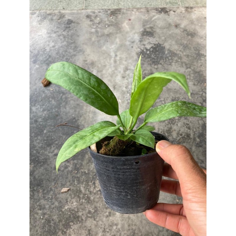 Buy Anthurium Vittarifolium Rare Plants Seetracker Malaysia