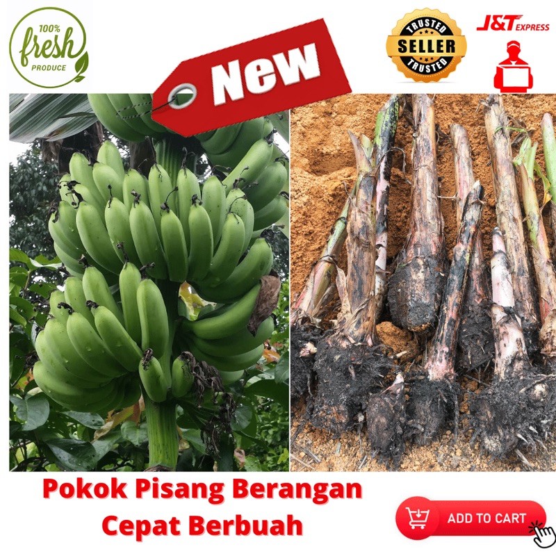 Buy Local Product Anak Pokok Pisang Berangan Cepat Berbuah Cepat Membiak Seetracker Malaysia