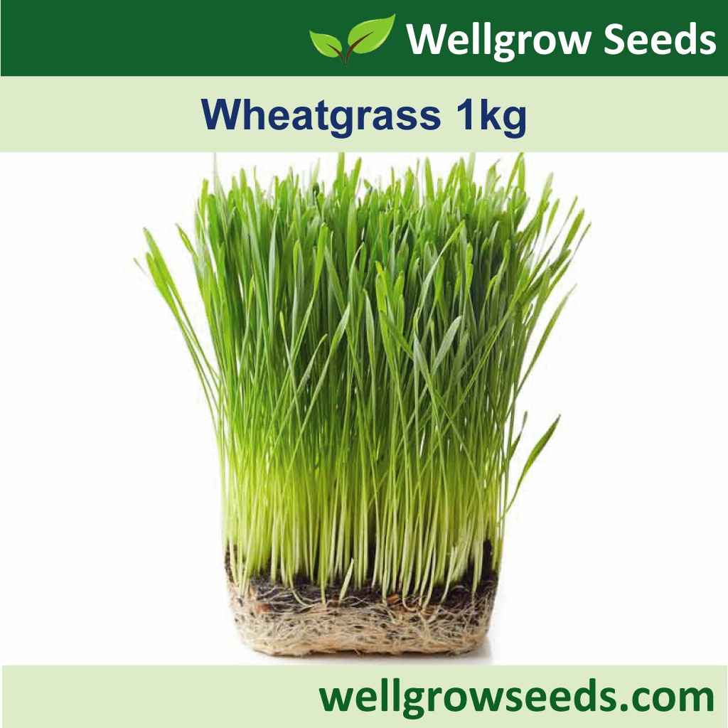Organic Wheatgrass Seeds 1 kg (Raw Wheat Grain / Wheat Berry) 小麦草 Biji Benih Gandum Wheatberry