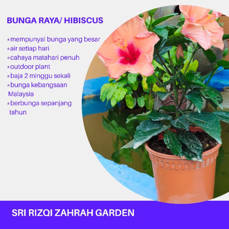 Bunga Raya/Hibiscus plant | Shopee Malaysia