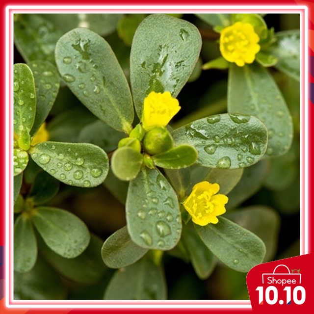 OFFER seeds GOLDEn PURSLANE plant ( ROSE JEPUN) Kuning/ can be eaten mostly in mexico and mediteranean