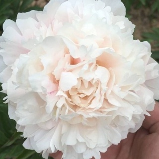 Peony Flower芍药花芍药花卉盆栽芍药根块多瓣观赏芍药包活包对版 Shopee Malaysia
