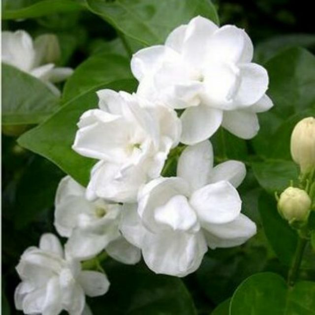  Bunga  melur bunga warna putih  dan wangi SNT 