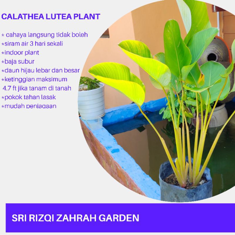 Calathea Lutea Hiasan Halaman Rumah