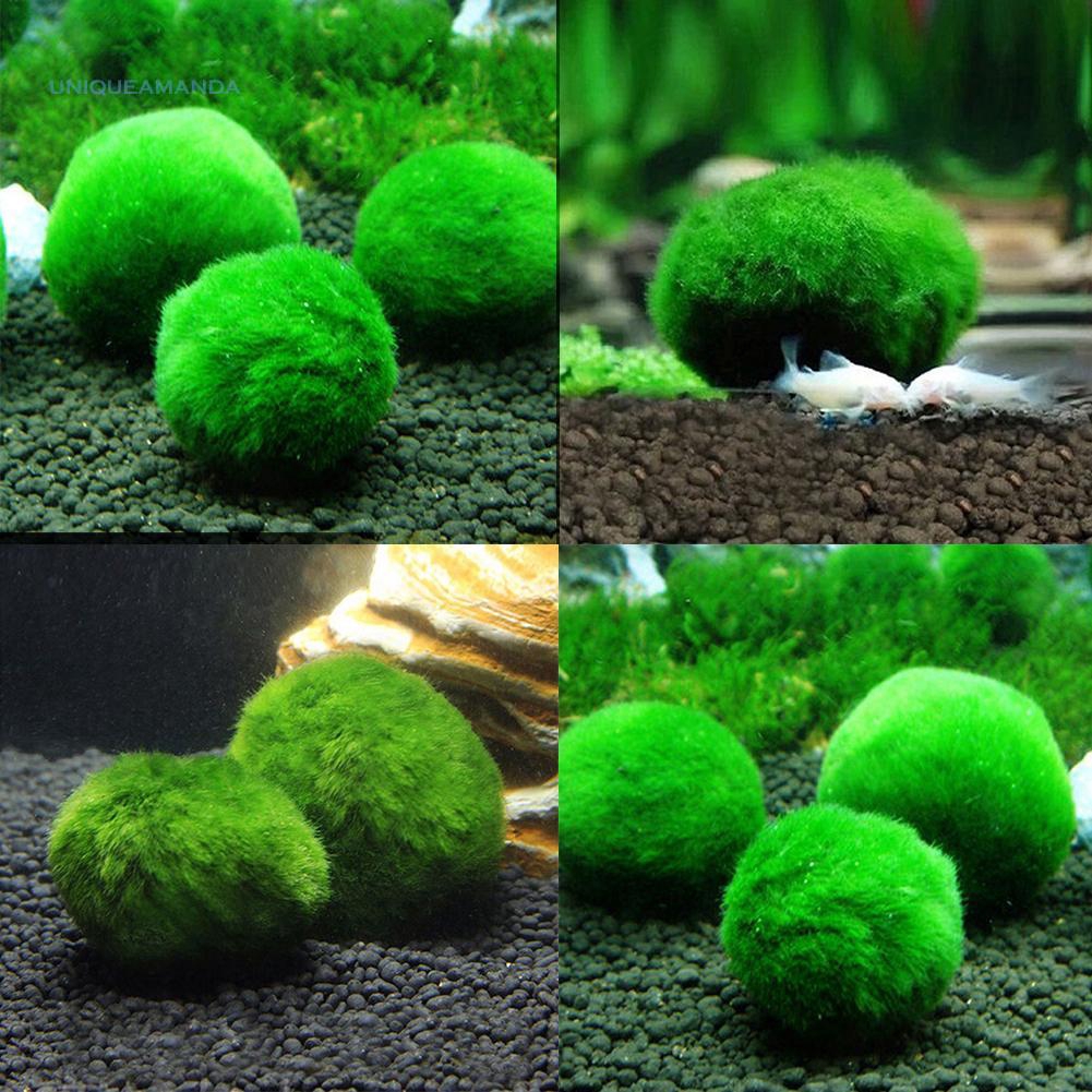 Aquarium Plants Seeds Fish Tank Aquatic Water Moss Balls Landscape