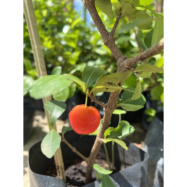 Ceri Barbados dalam polybag