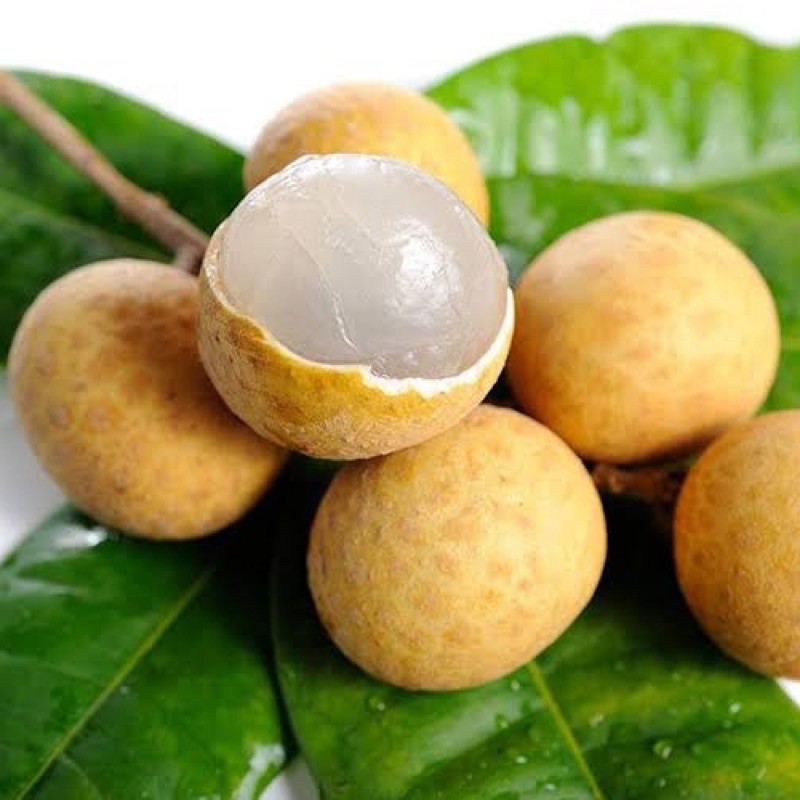 Anak Pokok Mata Kucing Berlian | Shopee Malaysia