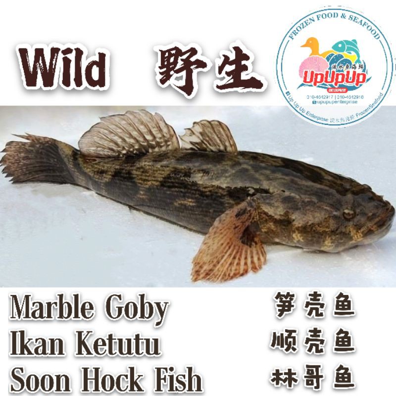 soon hock fish/ ikan ketutu / marble goby /野生笋壳鱼 1kg-1.2kg ...